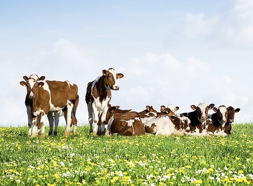 butter-grassfed-cows