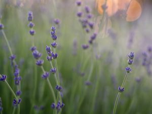 essential-oil-lavender