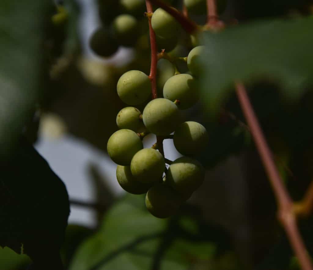fruit on vine