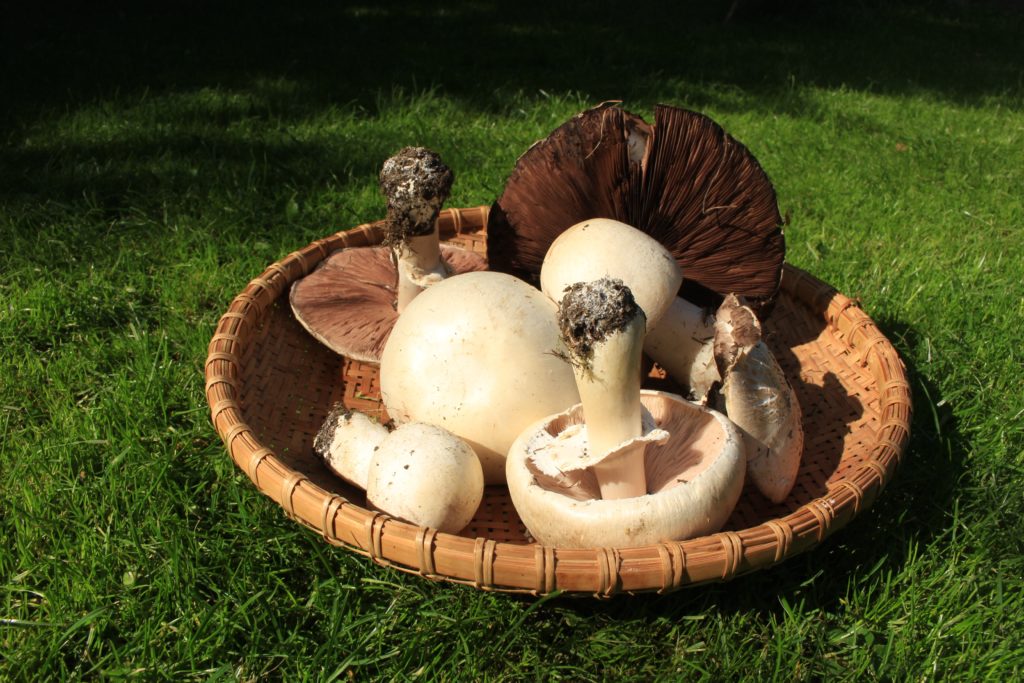 are-mushrooms-healthy