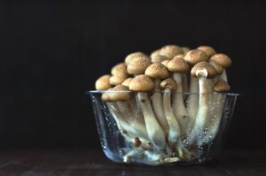 what-are-mushrooms