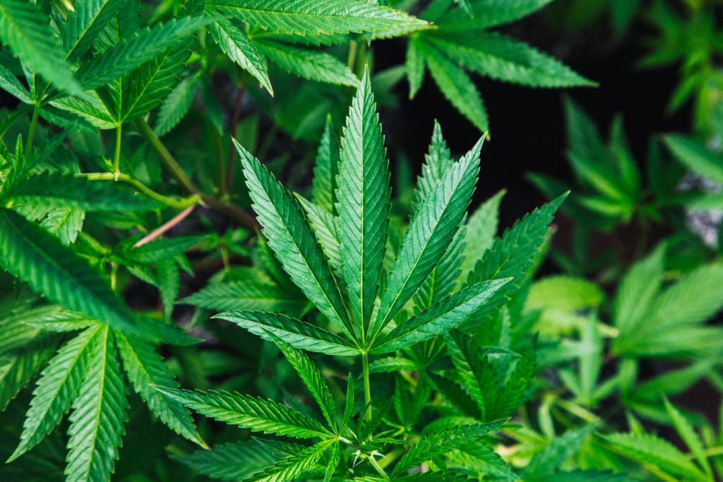 cannabis-plant-cbd