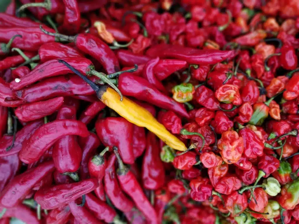 cayenne-peppers