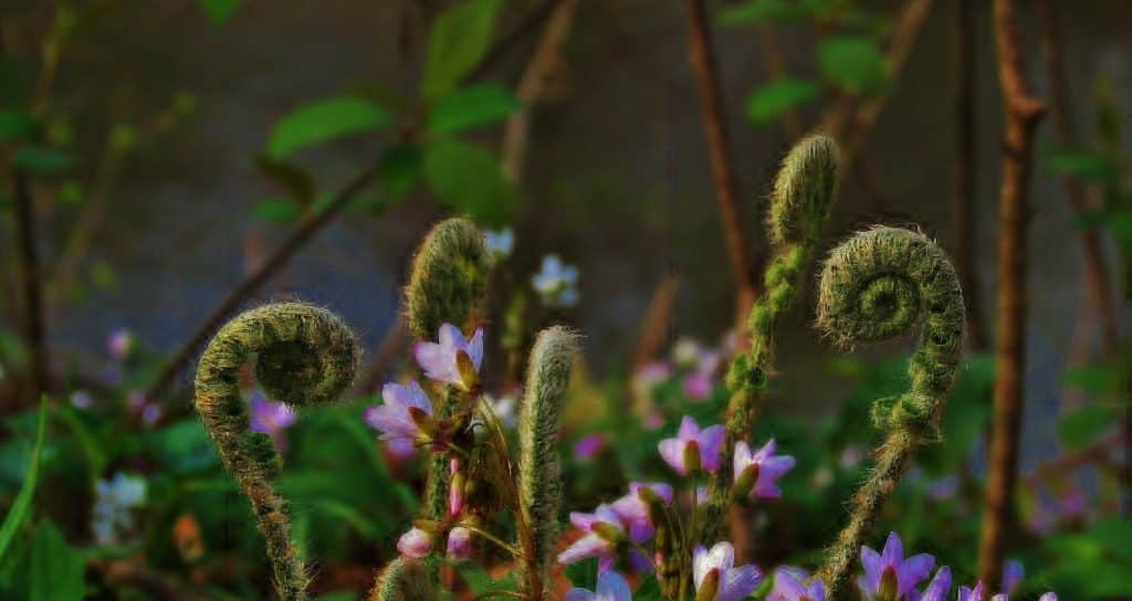 fiddlehead