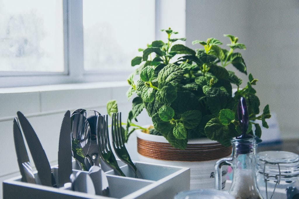 mint plant in kitchen with silverware