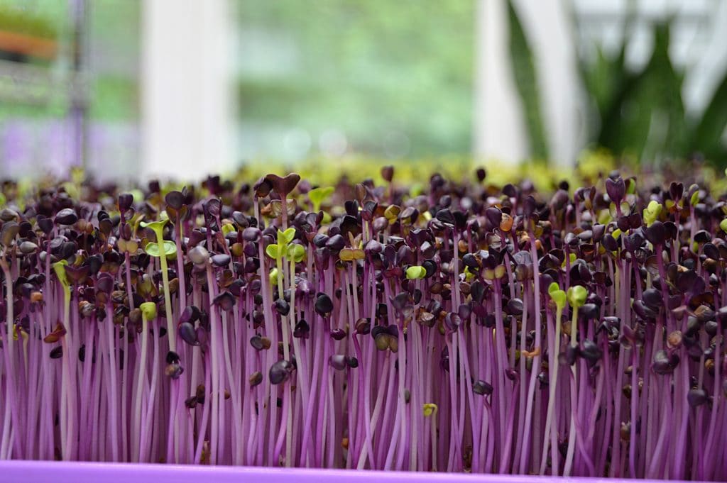 purple-sprouts