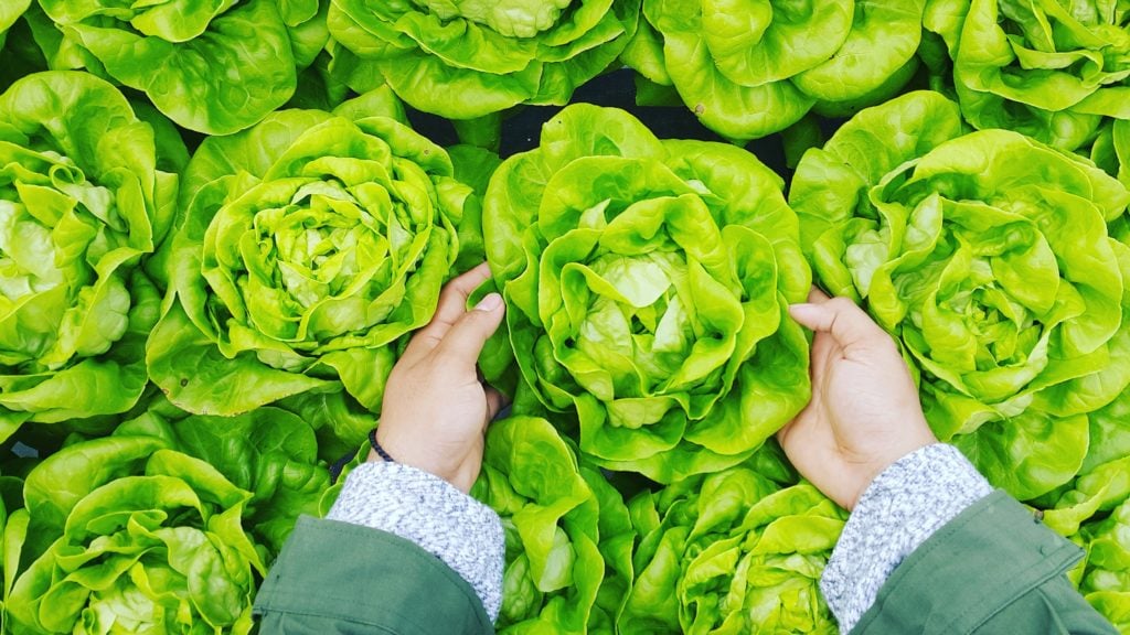 person-picking-up-butter-lettuce